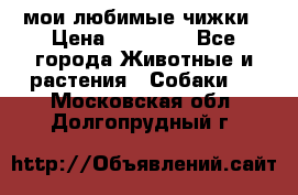 мои любимые чижки › Цена ­ 15 000 - Все города Животные и растения » Собаки   . Московская обл.,Долгопрудный г.